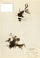 藏品(阿里山龍膽)的圖片